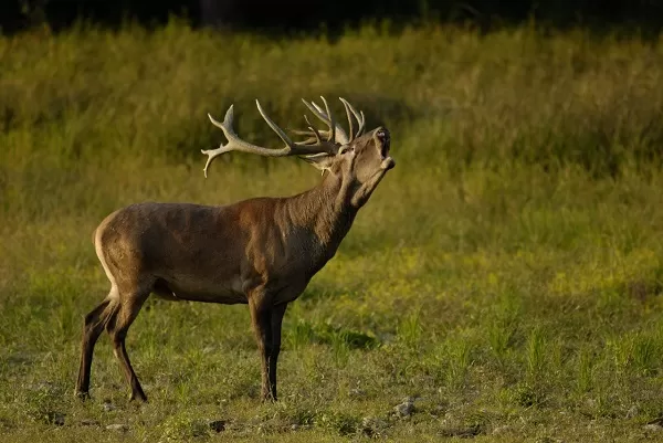 Jelenia ruja