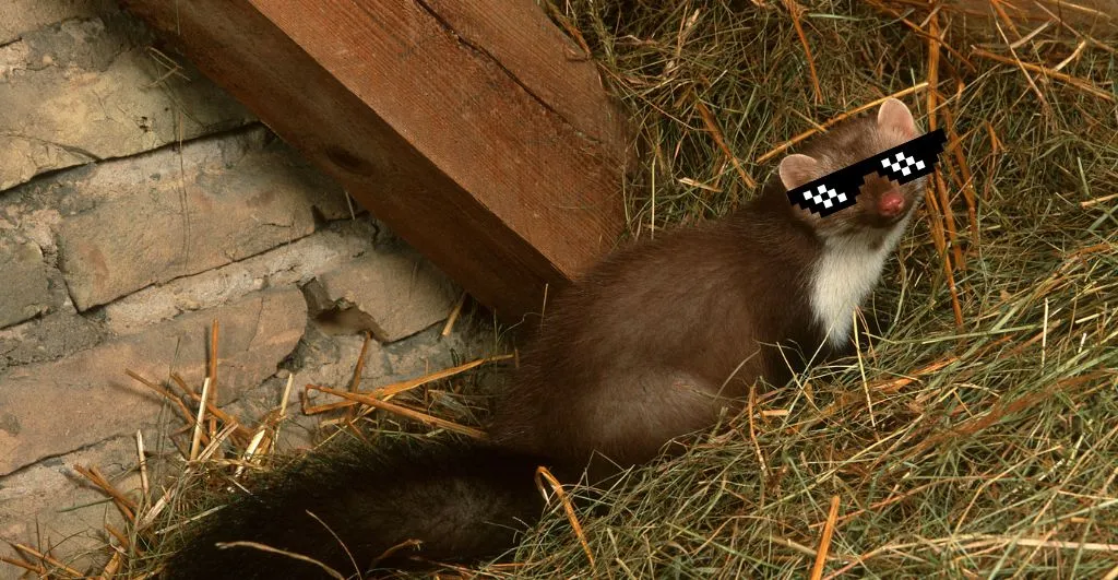 Kedy a prečo sa kuny najčastejšie objavujú v rodinných domoch?