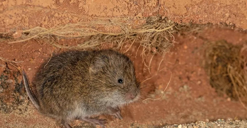 Všetko, čo by ste mali vedieť o škodách spôsobených hrabošmi