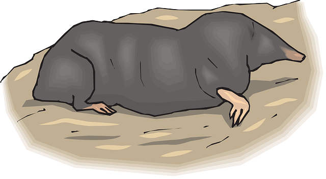 krtko-grafika.png